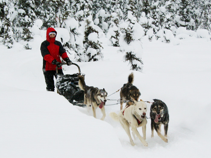 free clipart dog sled team - photo #35